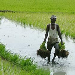 Agriculture_main